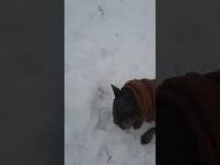 French Bulldog eating snow frenchbulldog