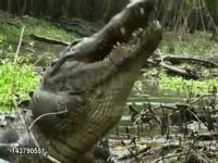 Aligator zeżarł w całości żółwia