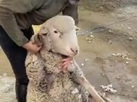 Strzyżenie owiec