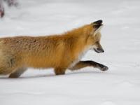 Atak wściekłego lisa
