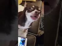 Śpiewające gwiezdne wojny Chihuahua