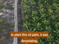 Borneo - kiedyś wielka tropikalna dżungla. Dziś największa produkcja oleju palmowego