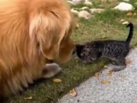 Duży pies atakuje małego kta