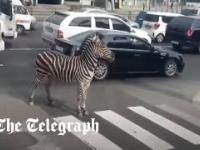 Zebra uciekła z ZOO