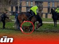Buldog amerykański atakuje policyjnego konia
