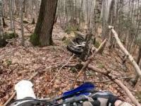 Niespodziewane spotkanie motocyklistów z niedźwiedziem w lesie