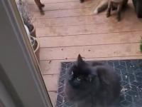 Kot zaprosił kumpli na chatę