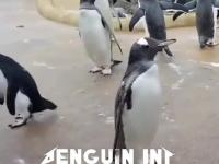 Metalowy pingwin