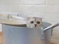 Kot próbuje ukraść jedzenie