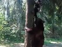 Koleś ucieka przed niedźwiedziem na drzewo