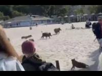 Stado rozszalałych dzików na plaży w Gdynii