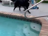 Pies pilnuje dzieciaka, aby ten nie wpadł do basenu