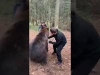 Niedźwiedź gra z Rosjanami... lub Rosjanie grają z niedźwiedziem?