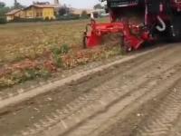 Włoska maszyna do zbierania pomidorów