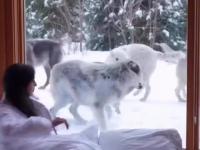 Śpiąca z wilkami