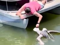 Na ratunek pelikanowi, który zadławił się ogromną rybą
