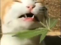Gdy kot lubi ziołowe przysmaki