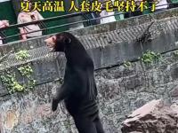Chińskie zoo zaprzecza, że główną atrakcja to facet w kostiumie niedźwiedzia