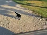 Kitek złapał autostopa
