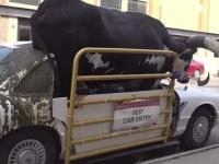 Farmer zabrał krowę na przejażdżkę po mieście