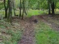Kangur zaobserwowany w polskim lesie