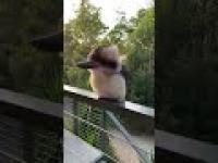 Urocza mała Kookaburra demonstruje swój charakterystyczny śmiech