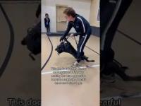 Szybka technika układania agresywnego psa