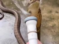 Wąż spotyka węża