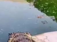 Zabawy z aligatorami przez zdalnie sterowaną koparką