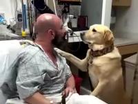 Pies nie opuszcza swojego Pana i towarzyszu mu nawet w szpitalu