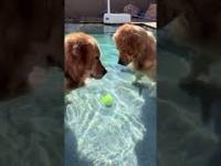 Psy kombinują, jak odzyskać piłkę, która wpadła do wody