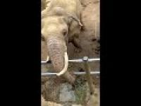 Słoń oddaje dziecku but, który wpadł do jego wybiegu