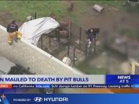 Hodowca psów rasy pitbull został znaleziony zagryziony na śmierć