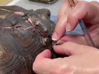 Zszywanie pękniętej skorupy żółwia