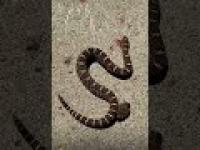 Wąż gryzie siebie w cztery litery