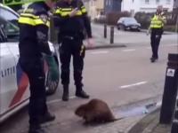 Holenderski policja vs bóbr