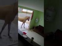 Wściekły koń vs szyba