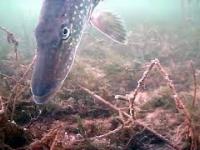 Atak szczupaka na żywca-kamera podwodna