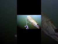 Mocne uderzenie-podwodna kamerashort  ciekawe dc fishing ciekawostki fypyoutube