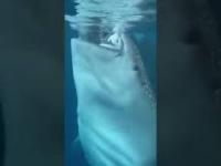 Rekin wielorybi przypłynął sobie po śniadanie