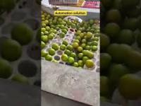 Jak wygląda sortowanie limonek