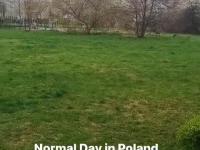 Pies gania się z dzikiem w Gdyni na Oksywiu