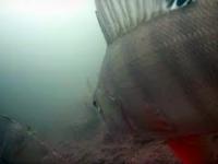 Drapieżniki na żywca-Kamera podwodna