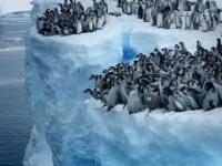 Wyjaśnienie wielkiej tajemnicy pingwinów