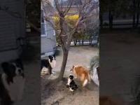 Kot pomaga psom odzyskać ich zabawki
