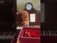 Pomarańczowe koty mistrz gry na pianinie