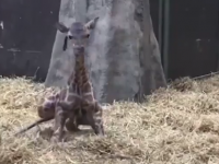 Nowonarodozna żyrafa stawia pierwsze kroki