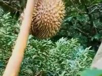 Jak zbierać owoce durian?