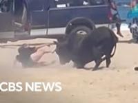 Kobieta zaatakowana przez byka na plaży, mimo wielu ostrzeżeń