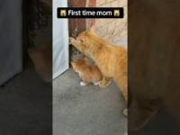 Mamusie uczą swoje pociechy jak być kotem